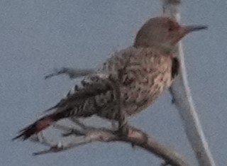 Northern Flicker - ML618413520