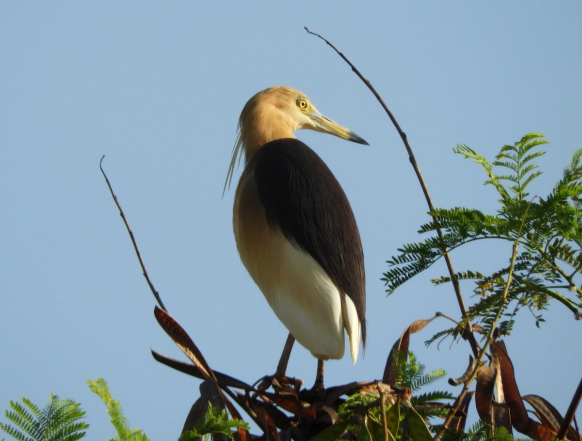 Indian Pond-Heron - Manju Sinha