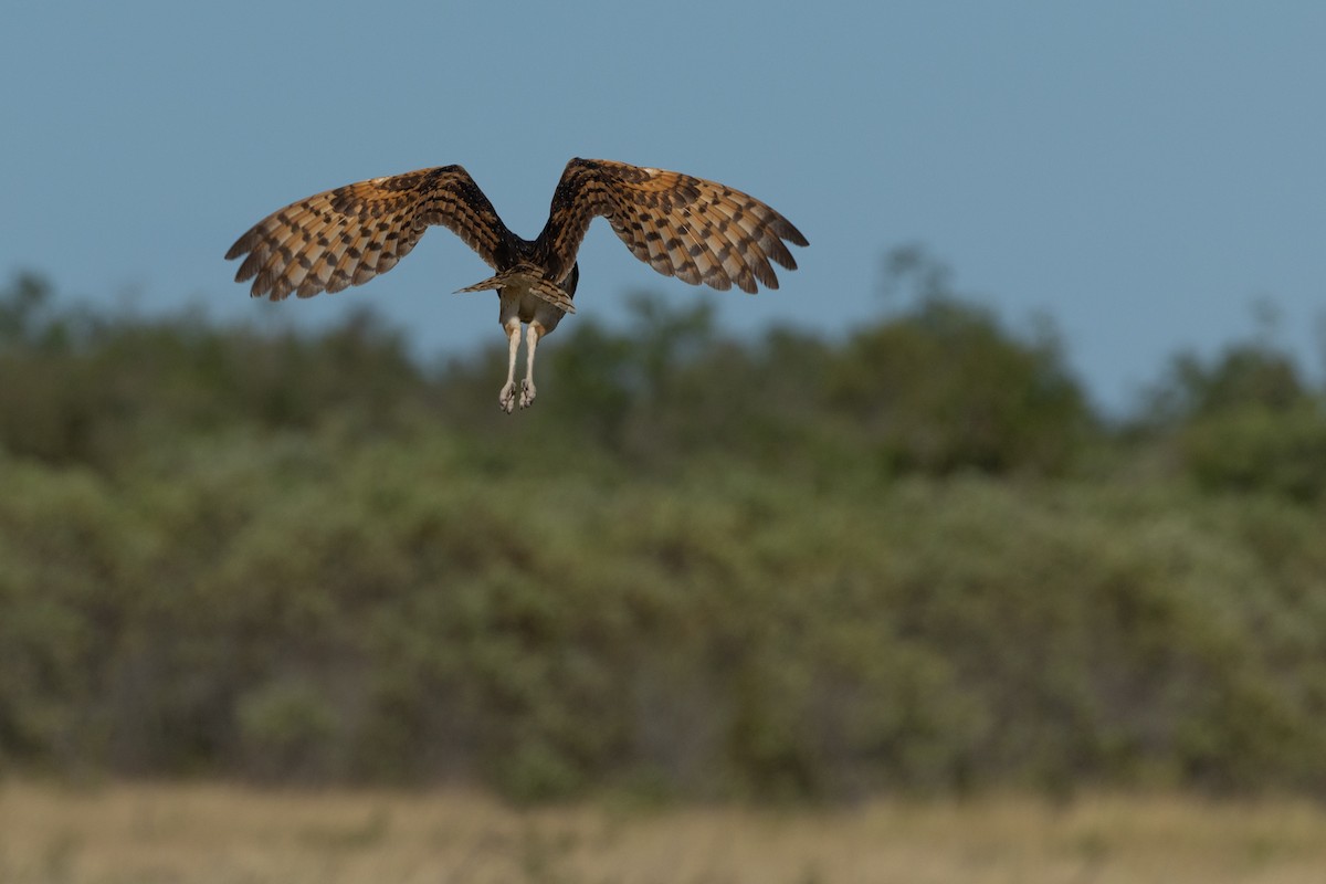 Australasian Grass-Owl - Adrian Boyle
