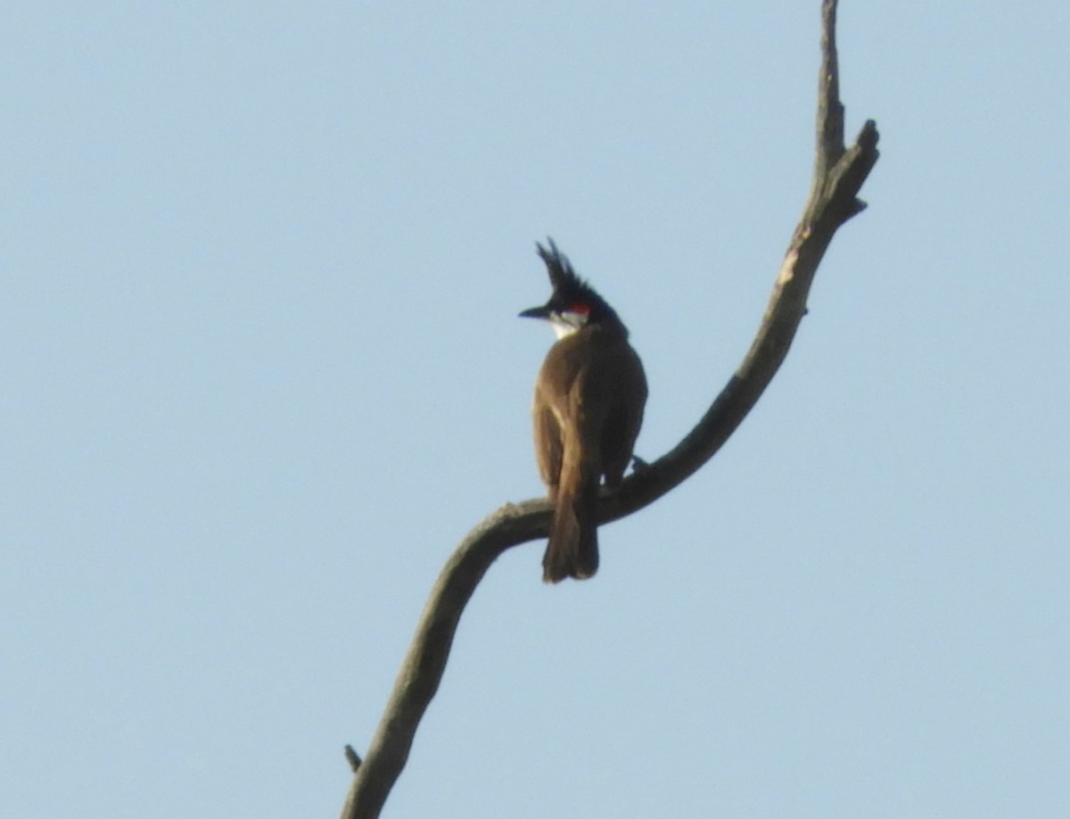 Red-whiskered Bulbul - Manju Sinha