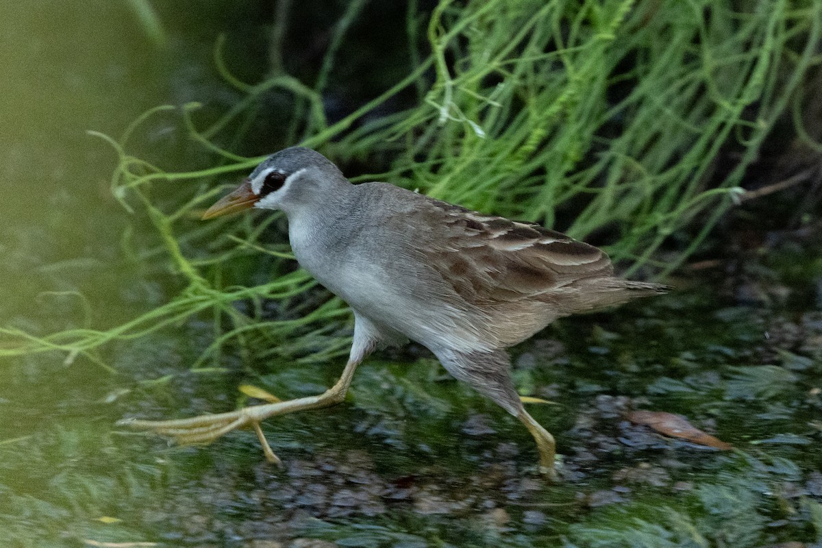 White-browed Crake - ML618413586