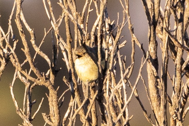 Slender-billed Thornbill - ML618413641