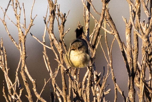 Slender-billed Thornbill - Richard and Margaret Alcorn