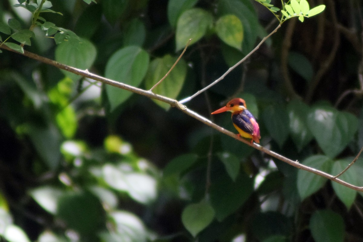 Black-backed Dwarf-Kingfisher - ML618413669