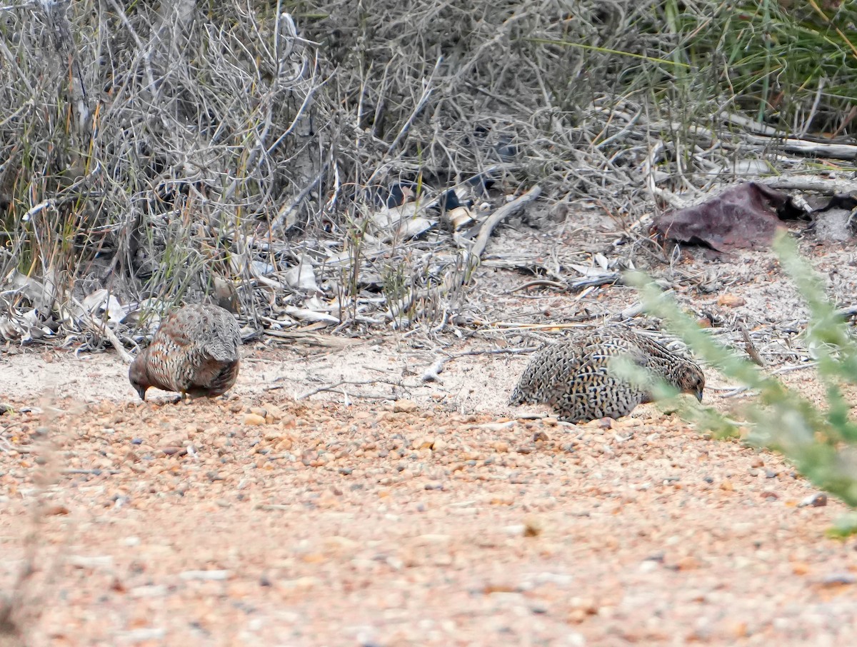 Brown Quail - Greg McKay