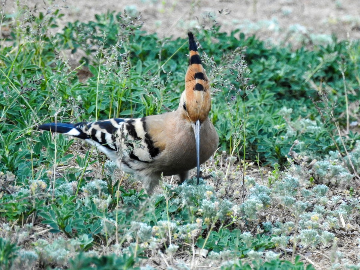 Eurasian Hoopoe - ML618413698