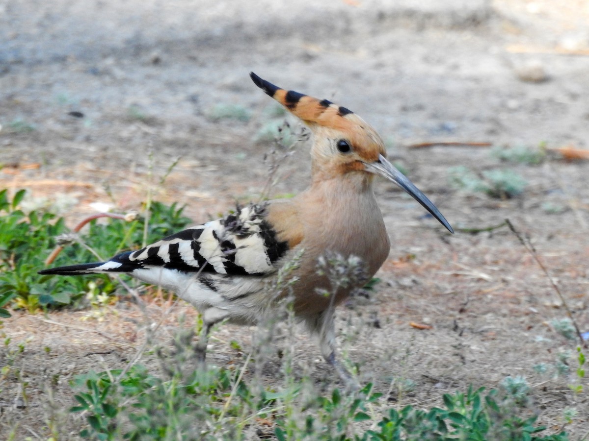 Eurasian Hoopoe - ML618413702