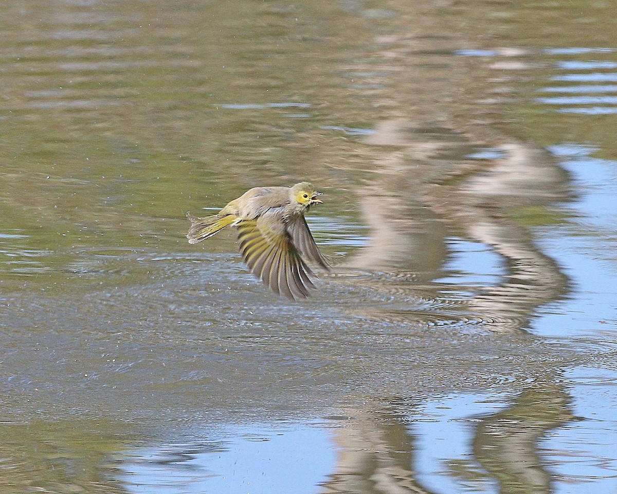 White-plumed Honeyeater - ML618413709