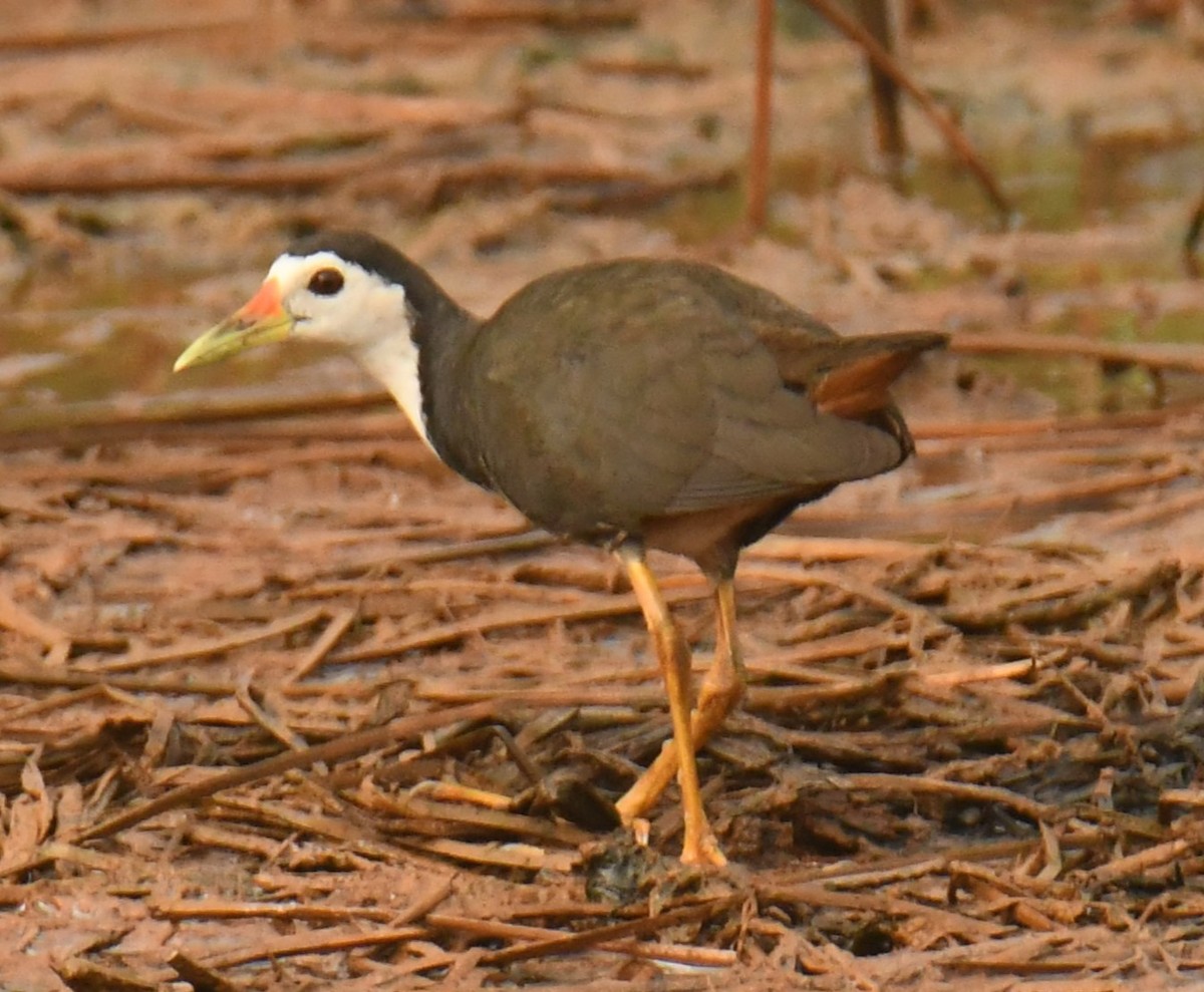 White-breasted Waterhen - Mohanan Choron