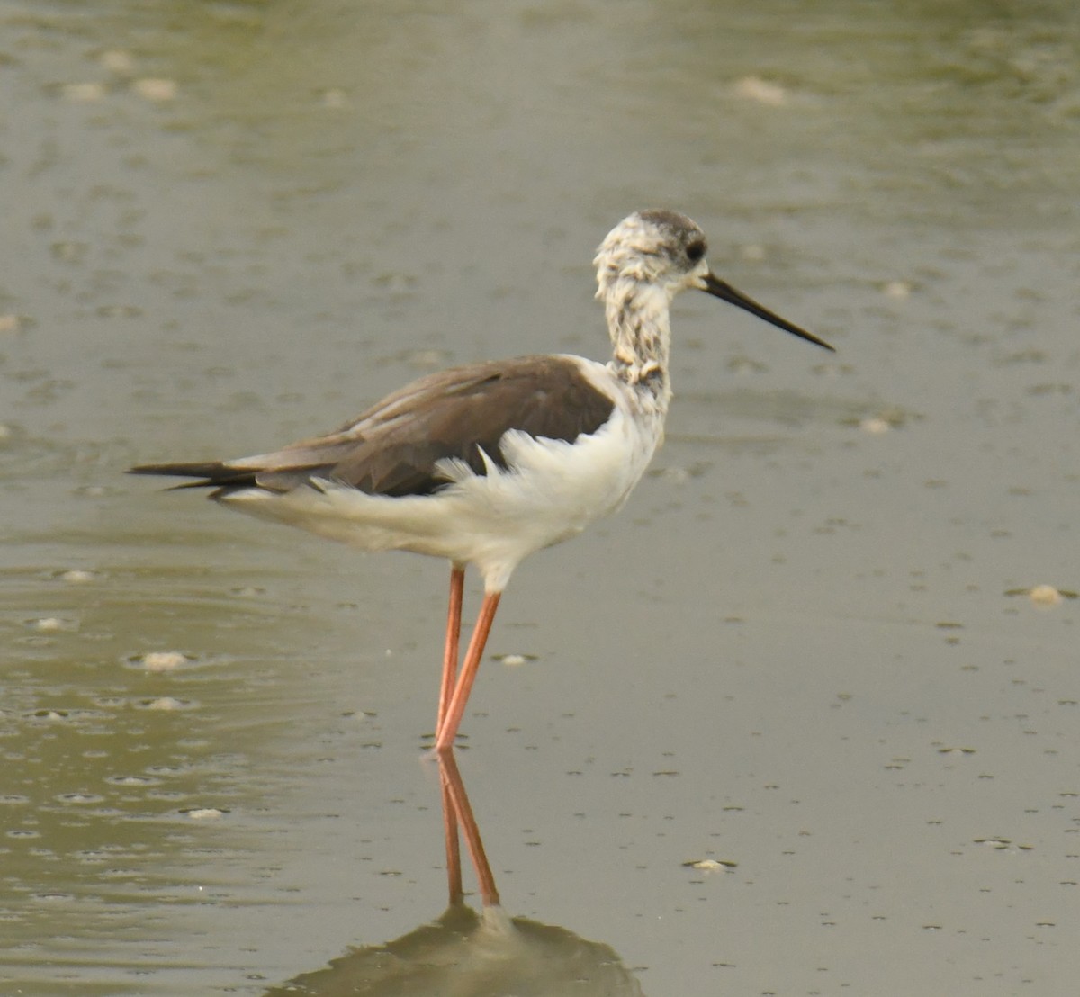 Black-winged Stilt - Mohanan Choron