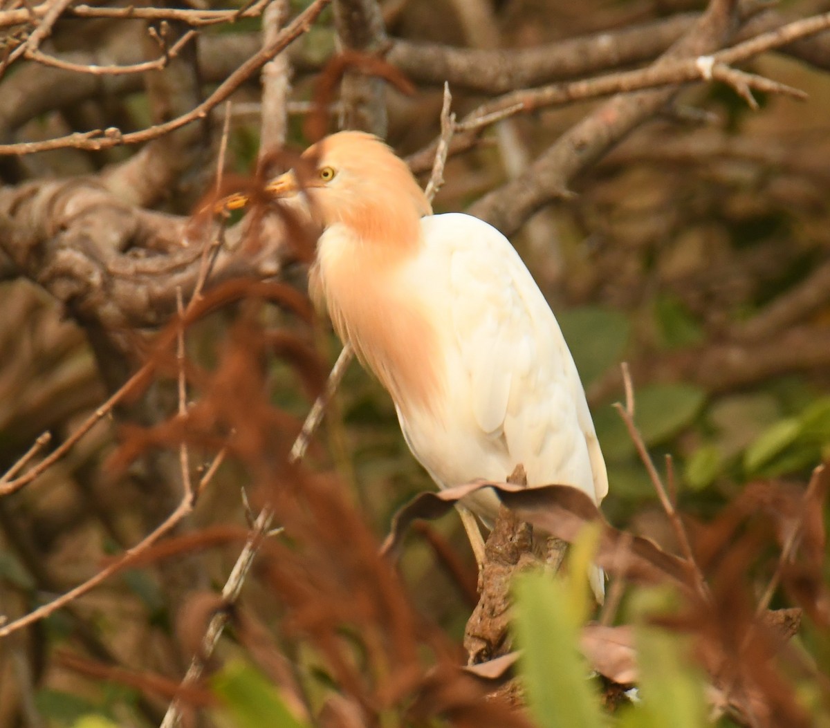 Eastern Cattle Egret - ML618413731