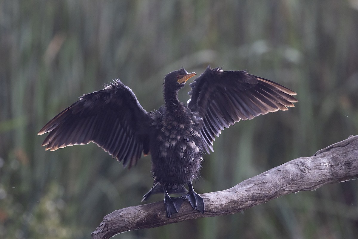 Long-tailed Cormorant - Niall D Perrins