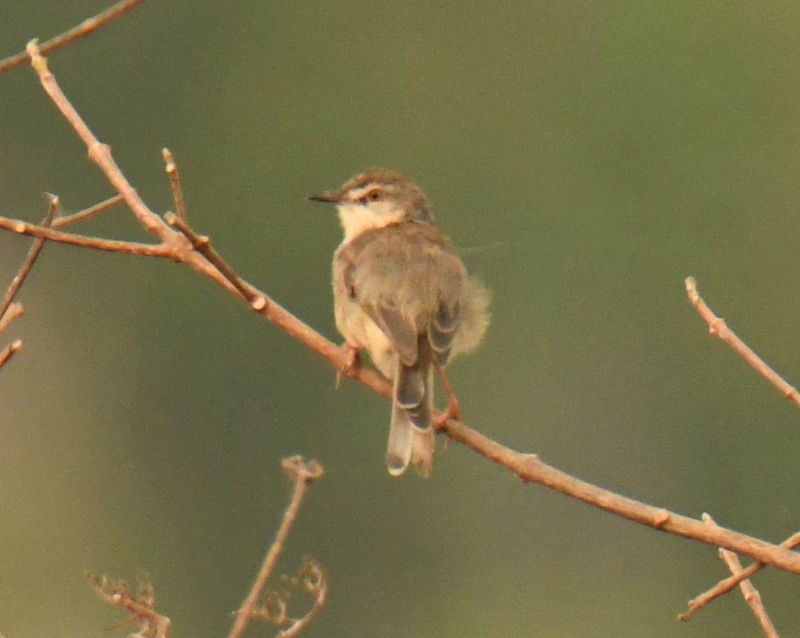 Plain Prinia - ML618413734