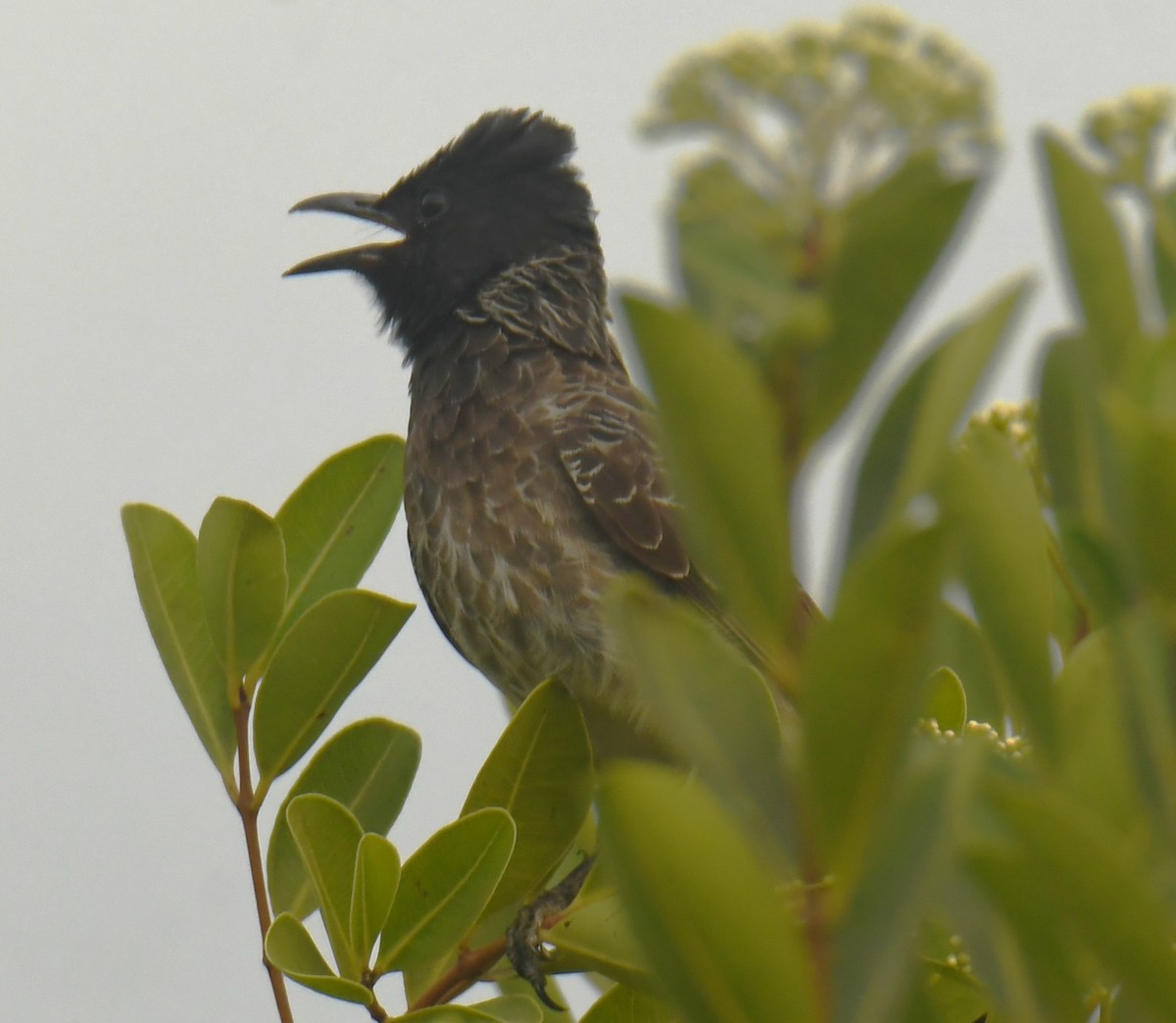 Red-vented Bulbul - ML618413738