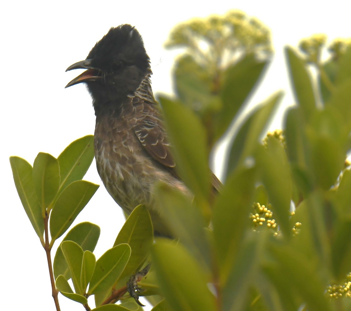 Red-vented Bulbul - ML618413742