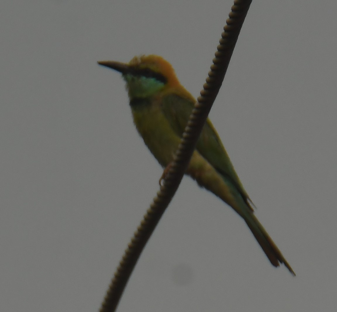Asian Green Bee-eater - ML618413745