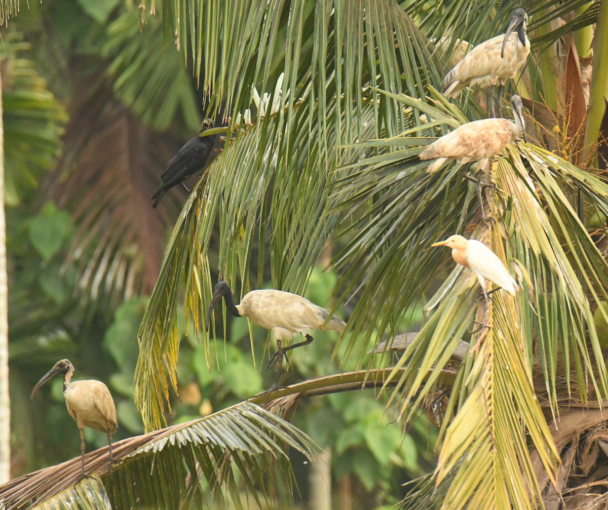 Black-headed Ibis - ML618413747