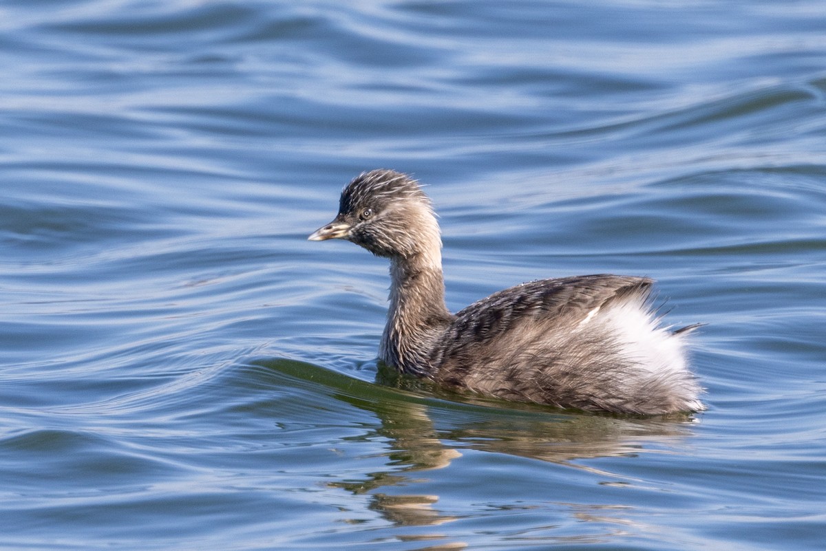 Hoary-headed Grebe - Richard and Margaret Alcorn