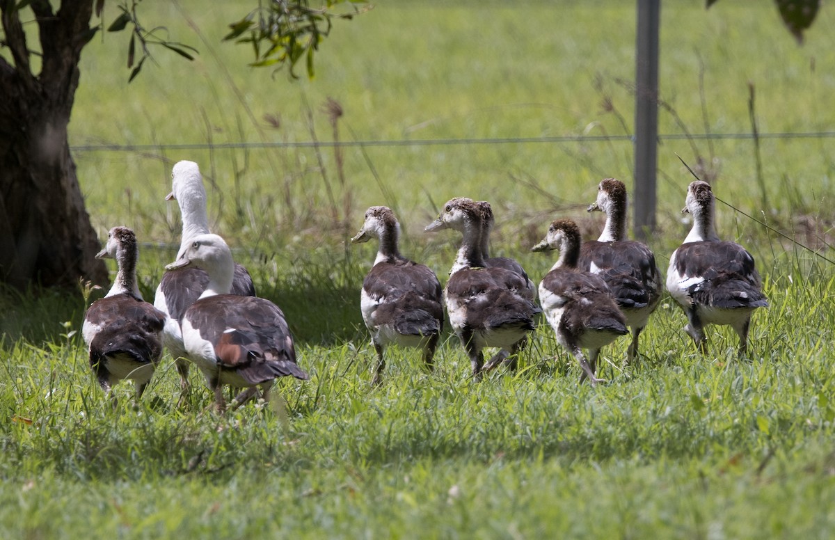 Radjah Shelduck - ML618413788