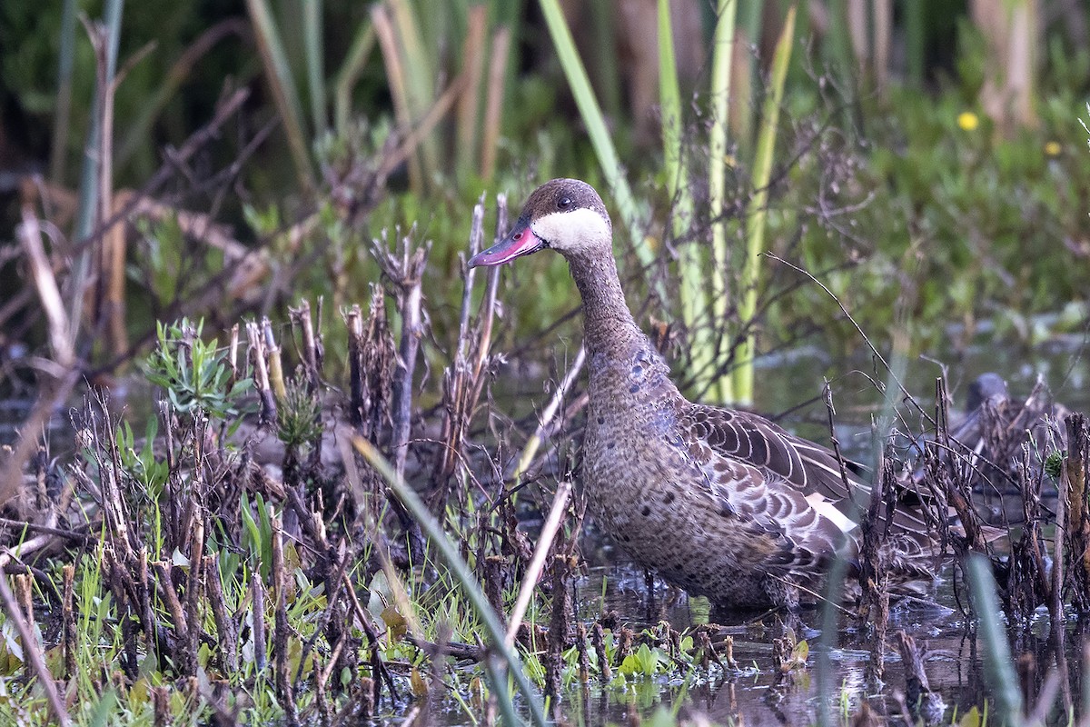 Red-billed Duck - Niall D Perrins