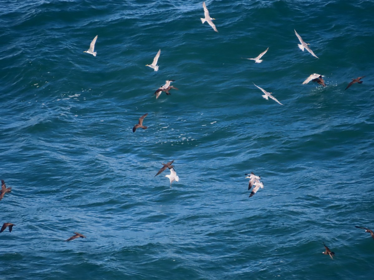 Brown Noddy - ML618413841