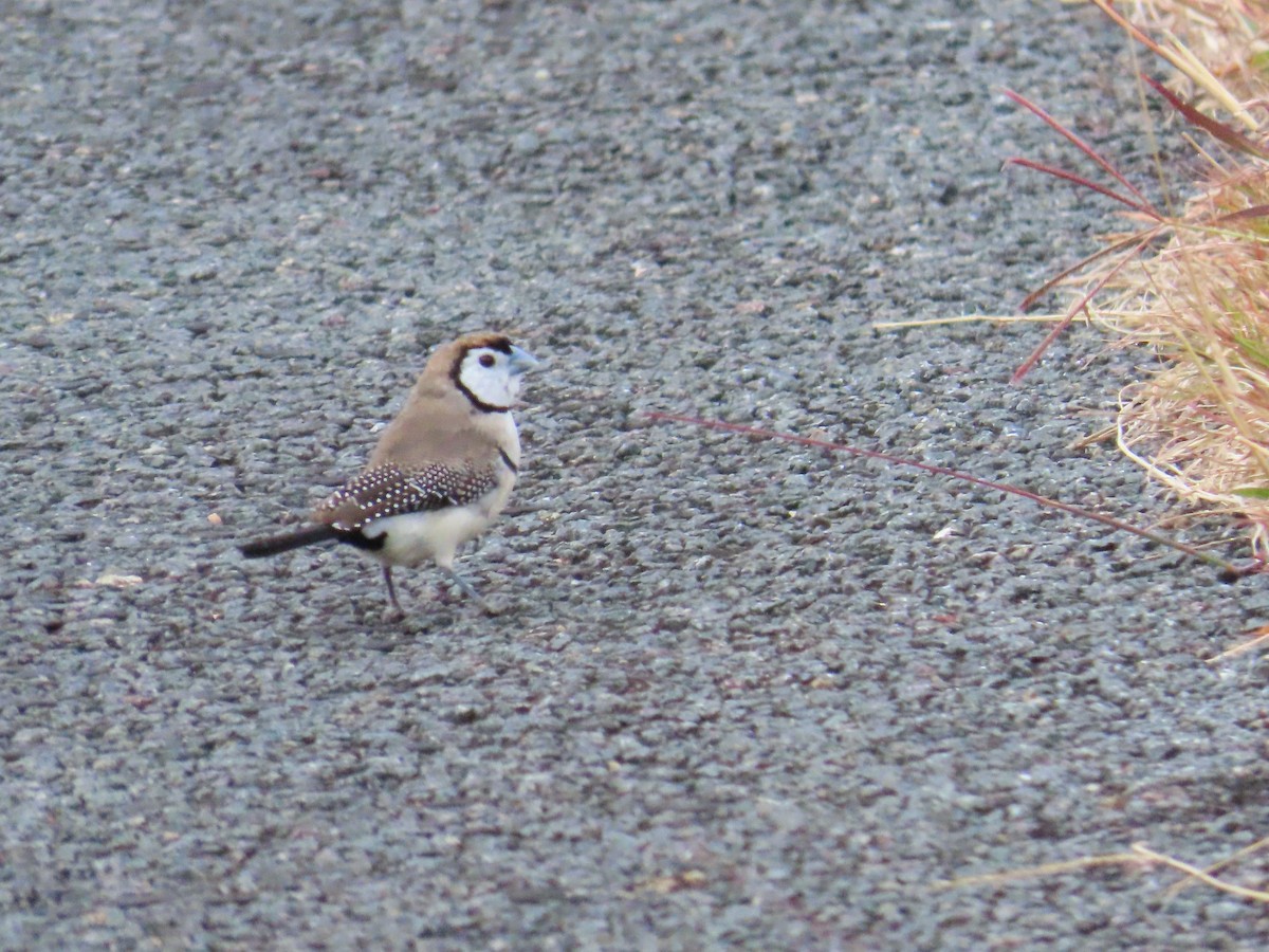 Double-barred Finch - Ben Ward