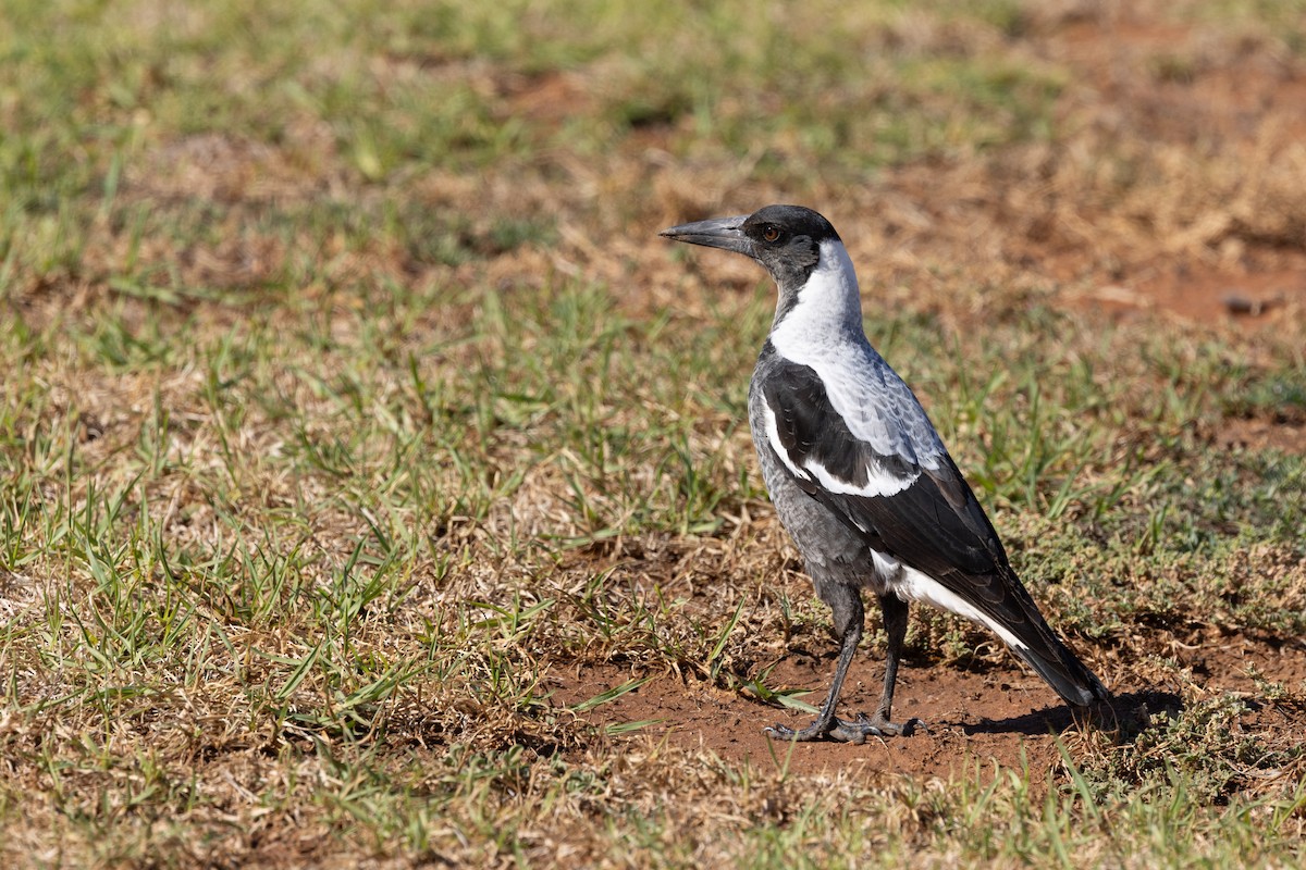 Australian Magpie (White-backed) - ML618413870