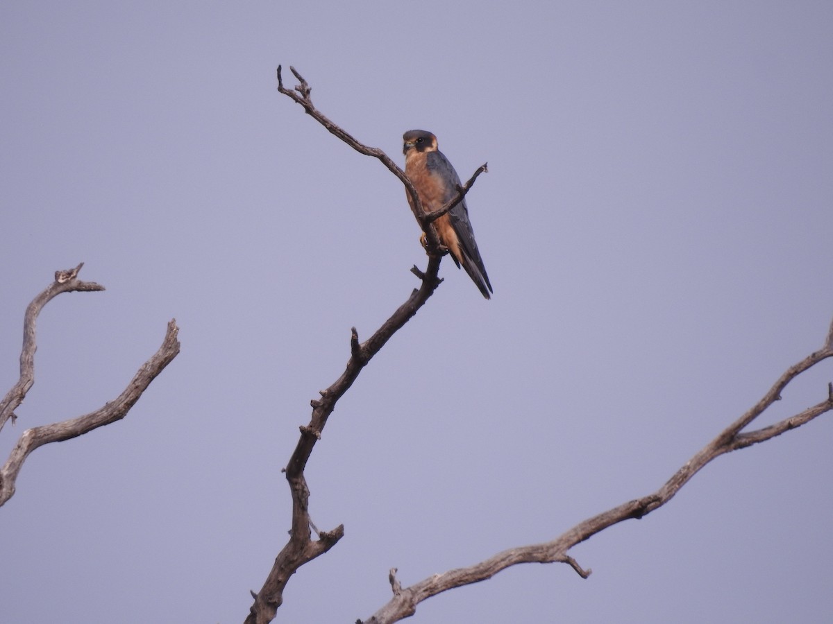 Australian Hobby - Bridget Allan