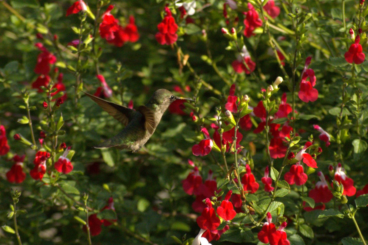 Anna's Hummingbird - Tristan Nguyen