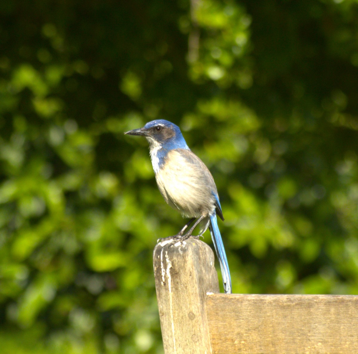 California Scrub-Jay - Tristan Nguyen