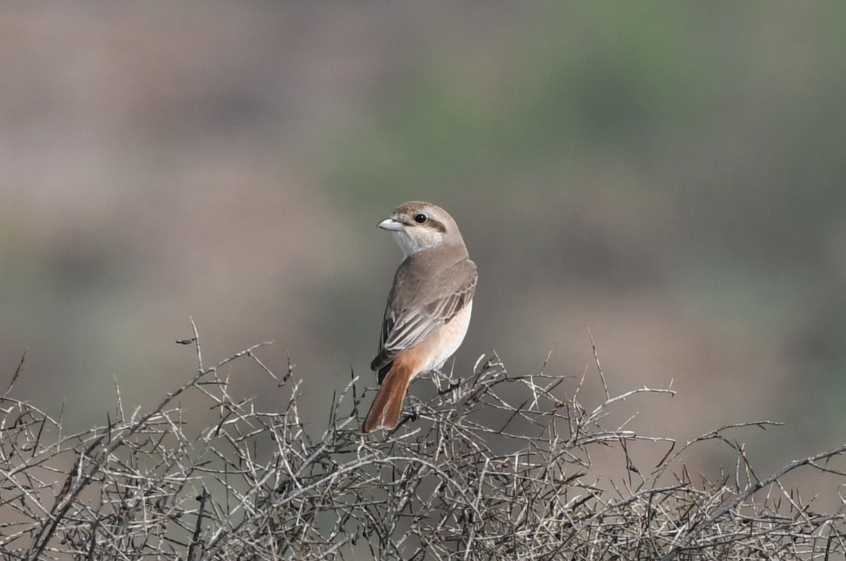 Isabelline Shrike - Vahid Ashrafi