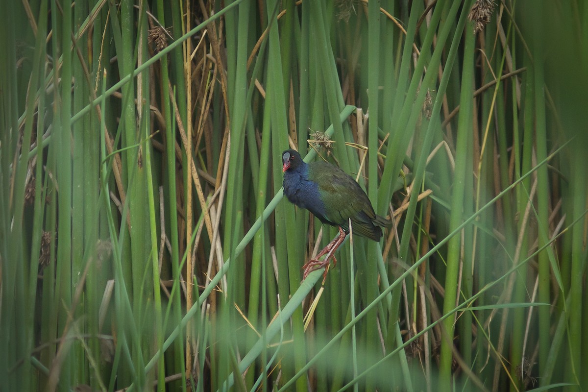 Allen's Gallinule - ML618413927