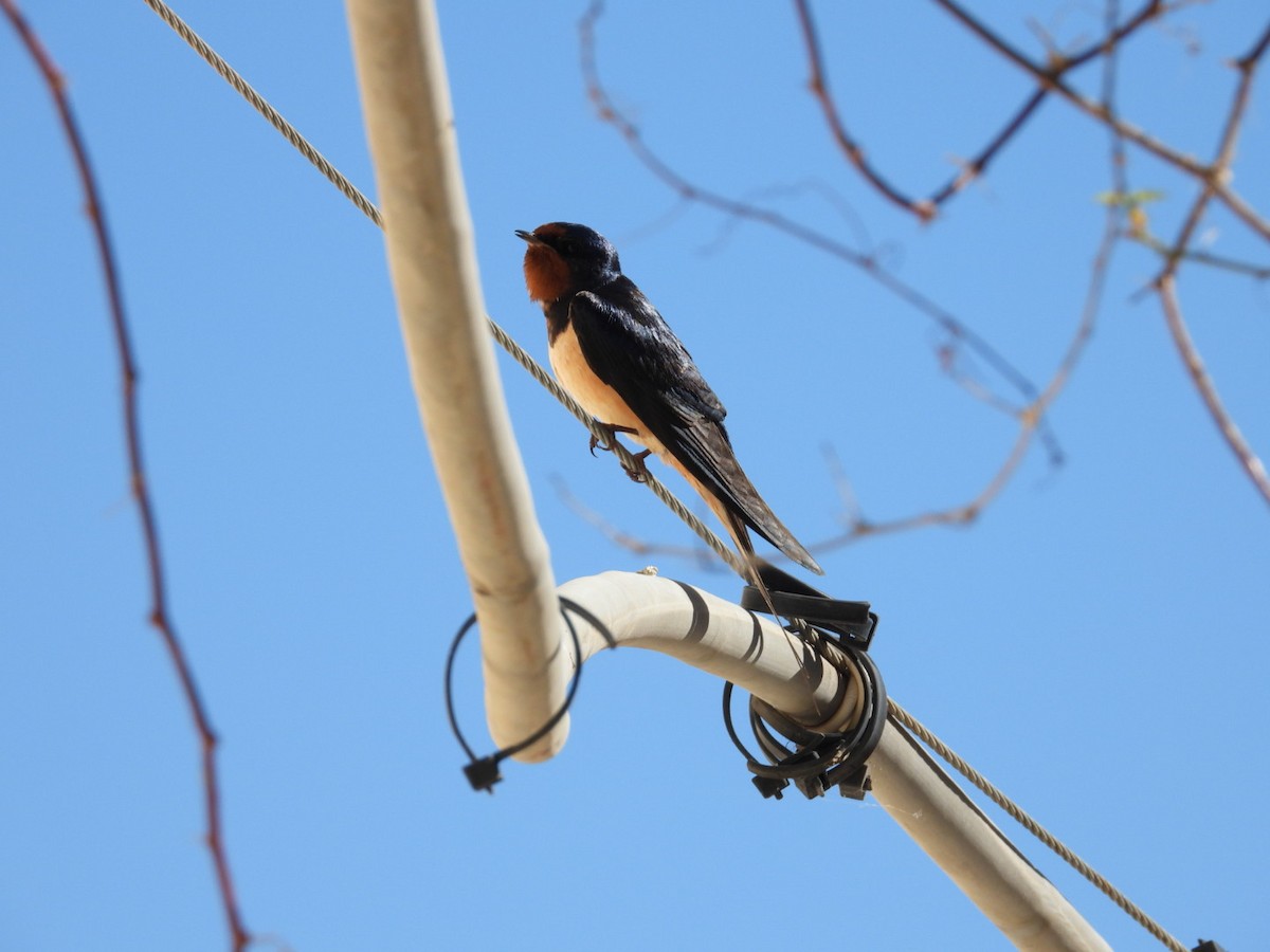 Barn Swallow - Elizabeth Stakenborg