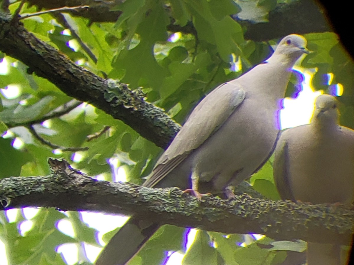 Eurasian Collared-Dove - ML618413944