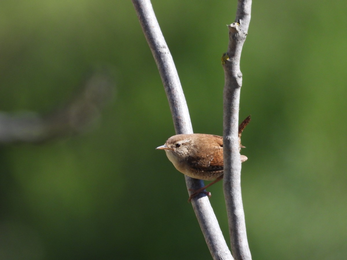 Eurasian Wren - ML618413945