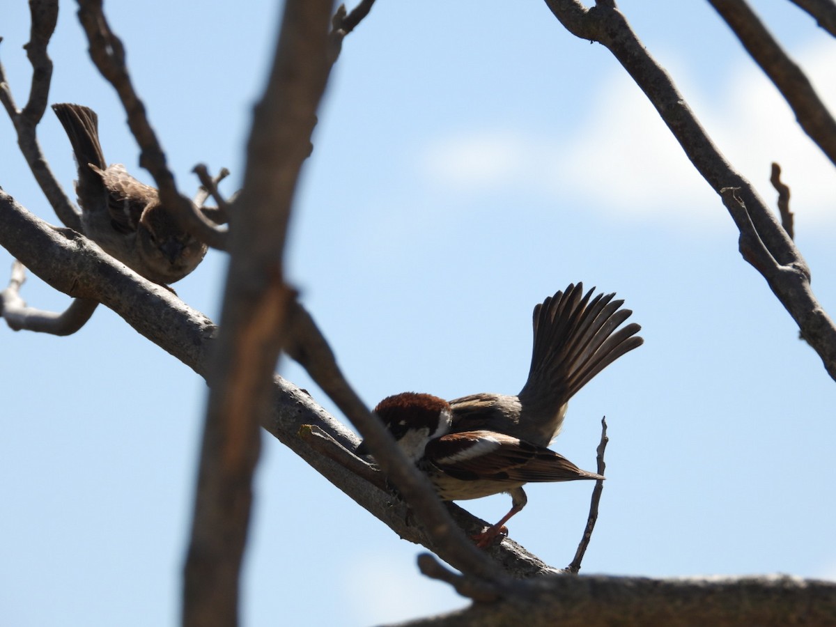 Spanish Sparrow - ML618413946