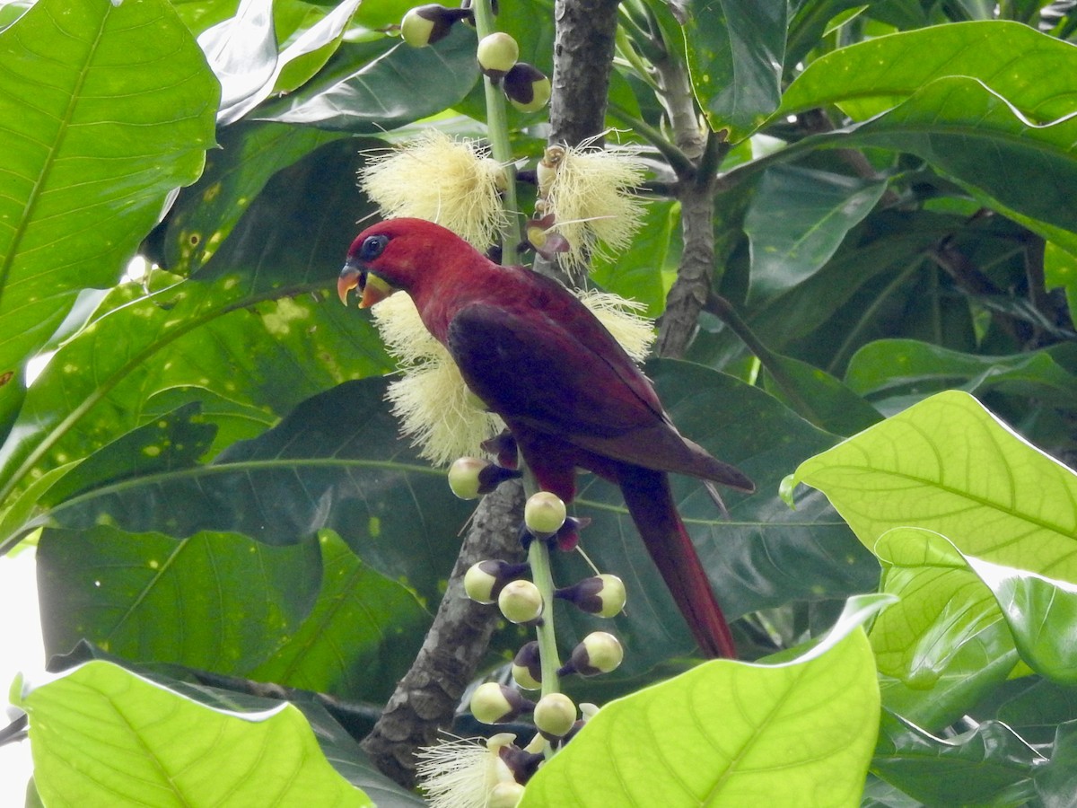 Cardinal Lory - Noam Markus