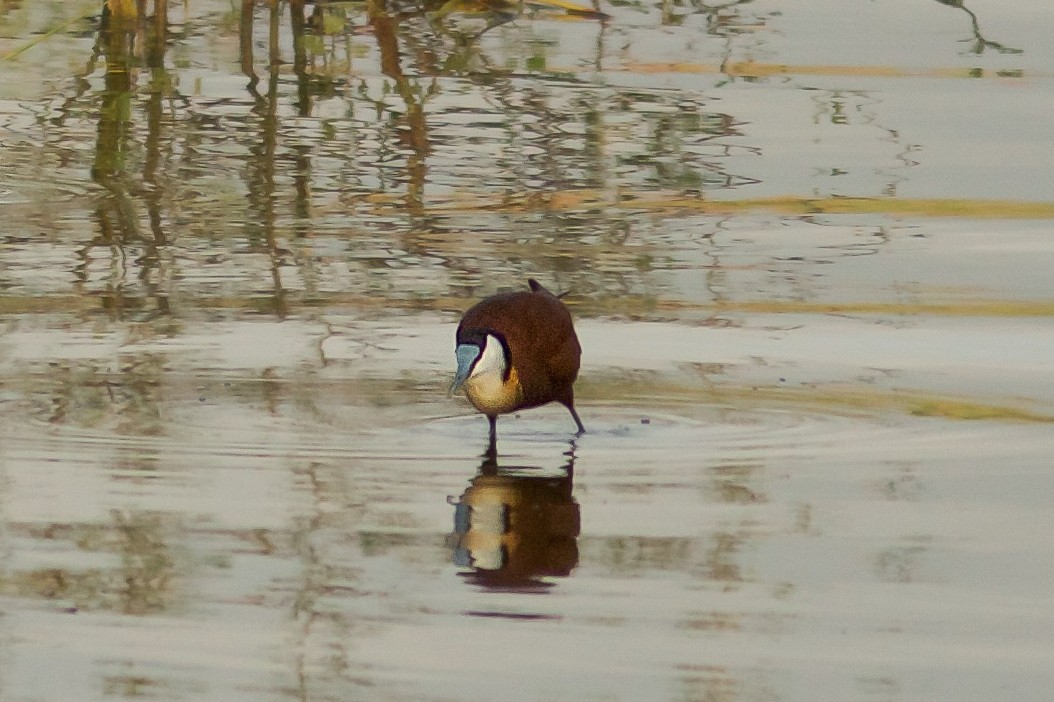 Jacana à poitrine dorée - ML618413954