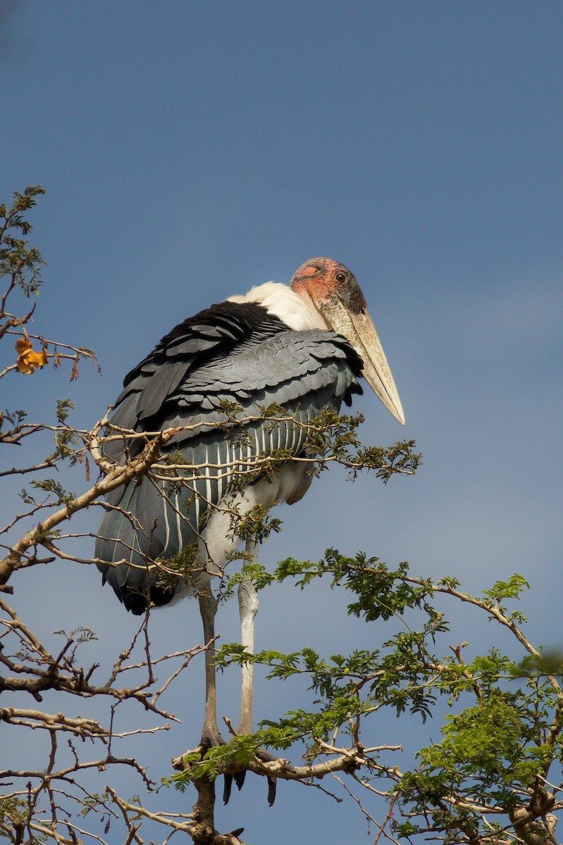 Marabou Stork - Morten Lisse