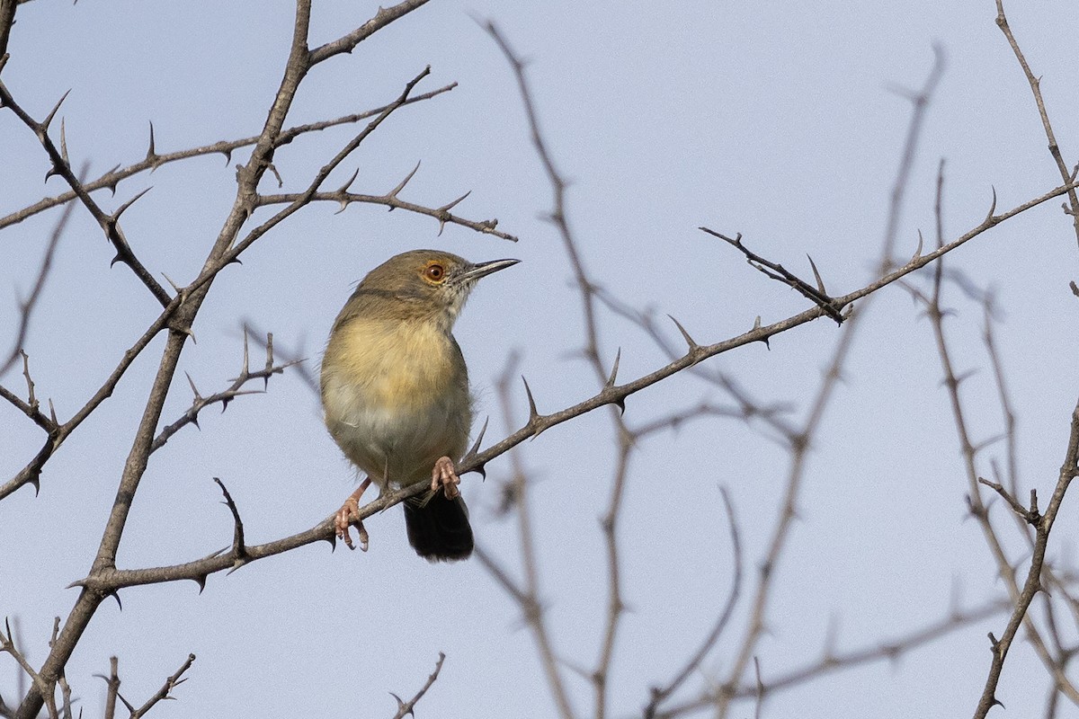 Green-backed Camaroptera (Gray-backed) - ML618413957