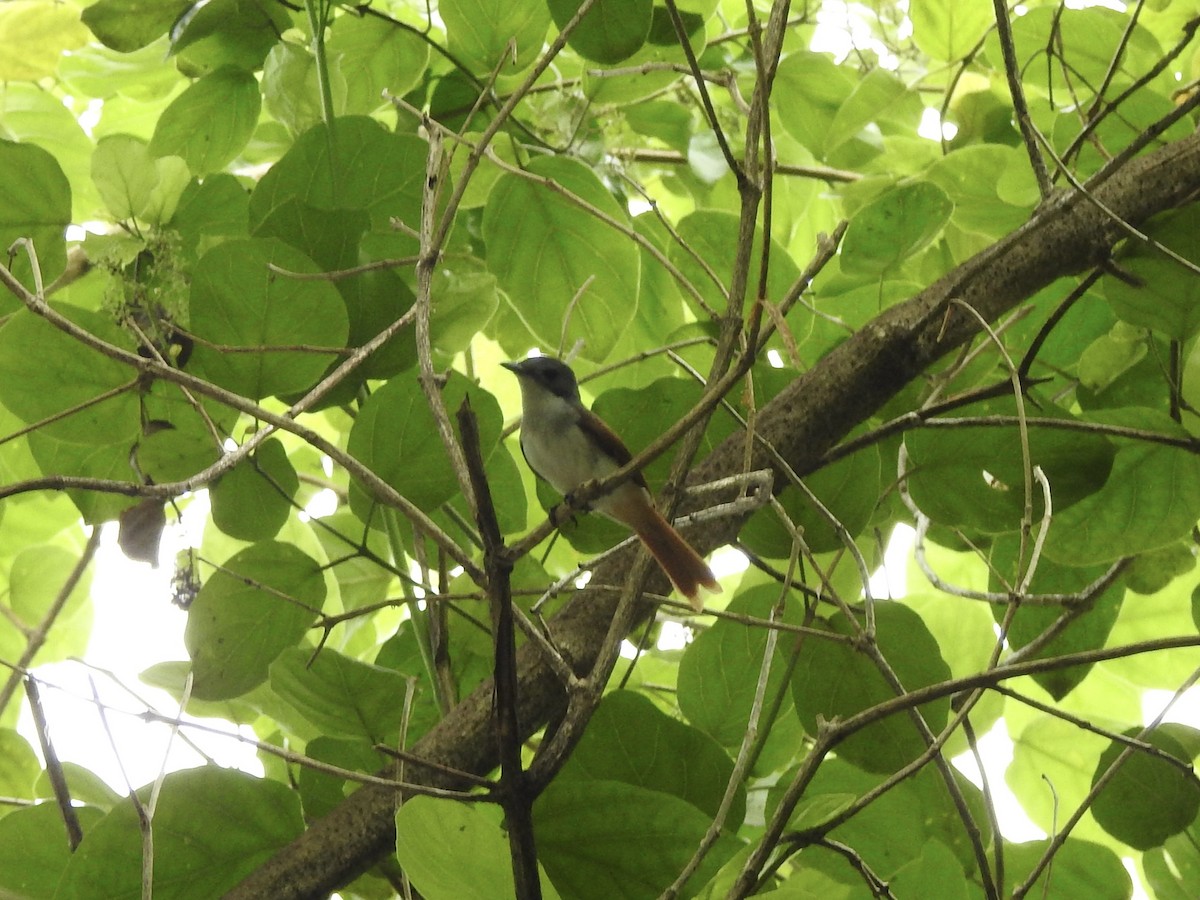 Steel-blue Flycatcher - Noam Markus