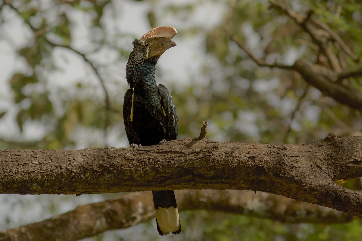 Silvery-cheeked Hornbill - ML618413962