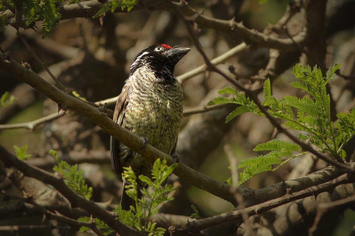 Banded Barbet - ML618413981