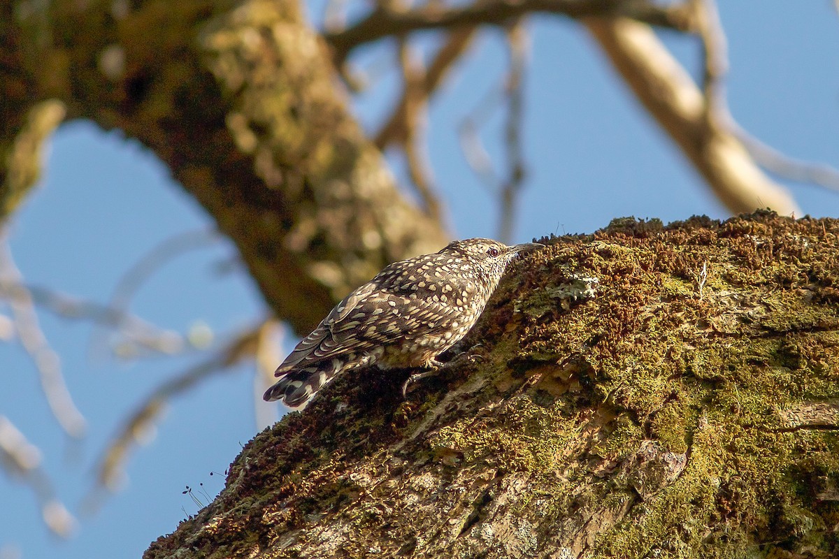 African Spotted Creeper - ML618413997