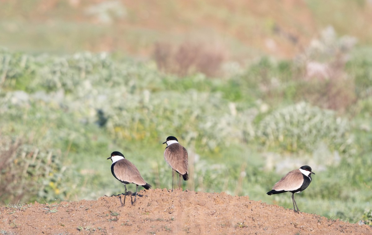 Spur-winged Lapwing - ML618414002