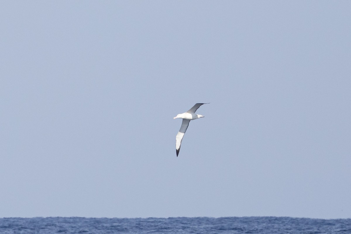 large albatross sp. - Dave Kitt