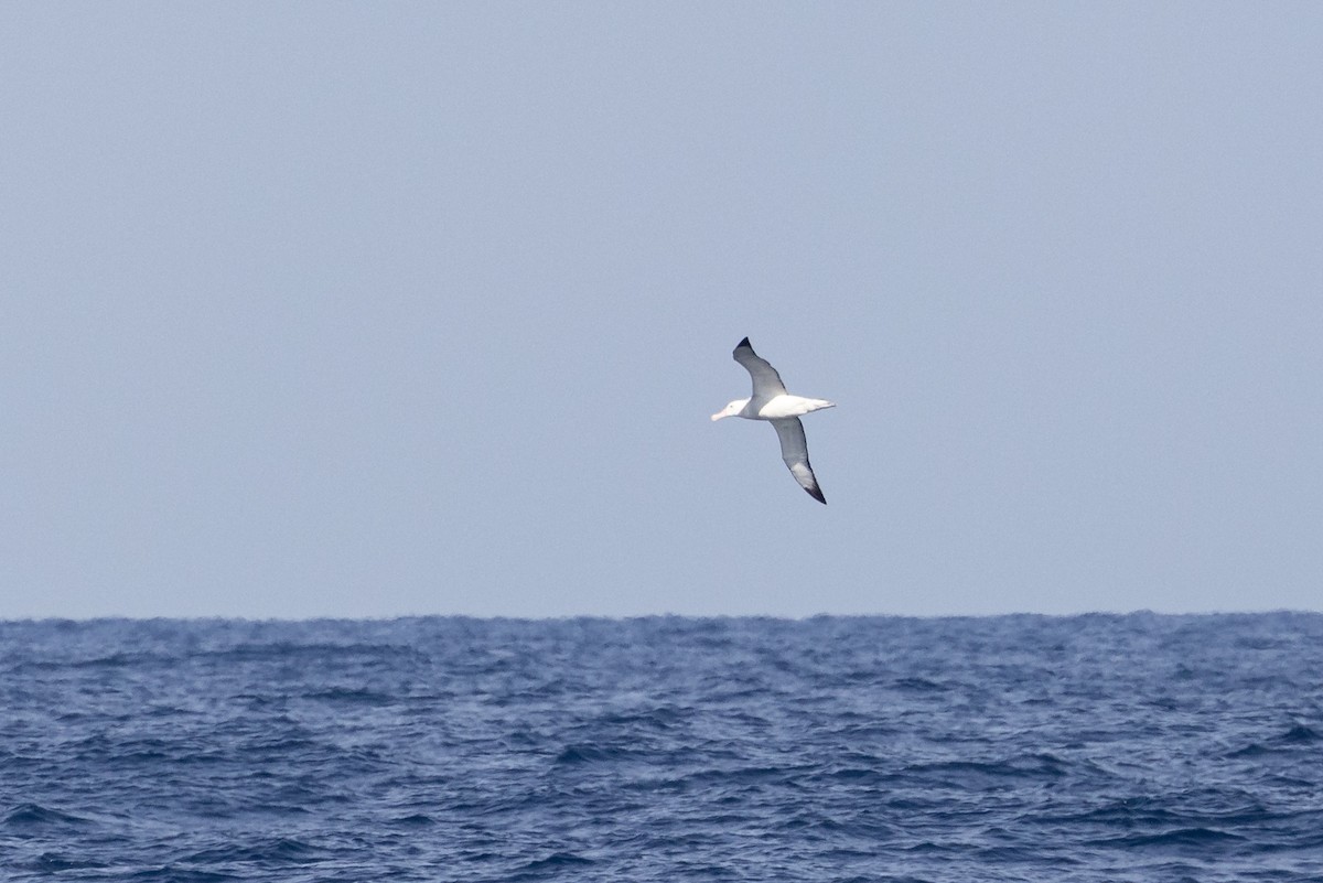 large albatross sp. - ML618414006