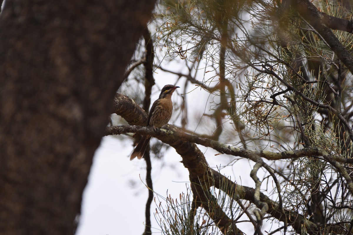 Spiny-cheeked Honeyeater - ML618414014