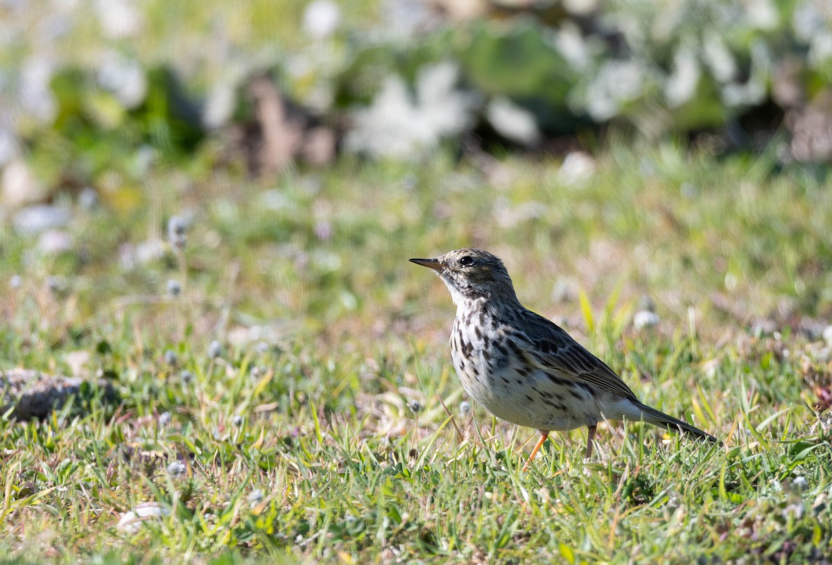Meadow Pipit - ML618414017