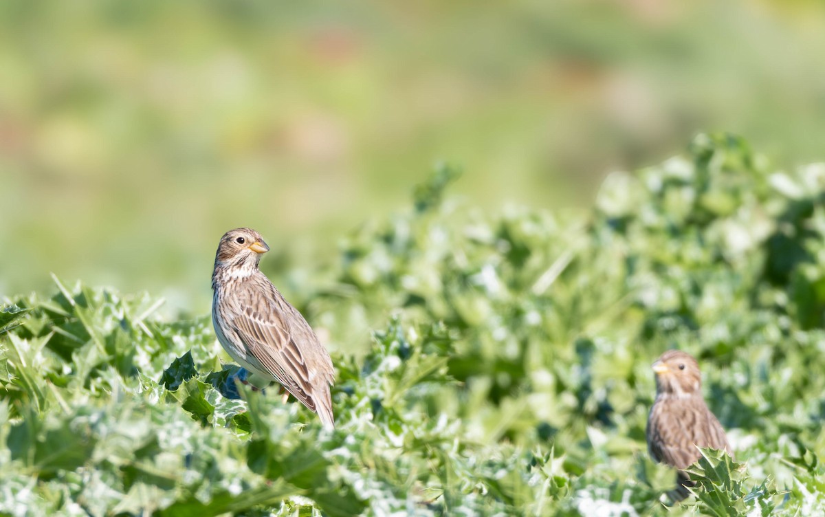 Corn Bunting - ML618414020